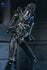[PRE-ORDER] NECA - Aliens (1986) 40th Anniversary - Ultimate Xenomorph Warrior (Blue) Action Figure (51647)