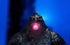Jada Toys - Godzilla x Kong: The New Empire (2024) - Heat-Ray Breath Godzilla R/C Figure (34994) LOW STOCK